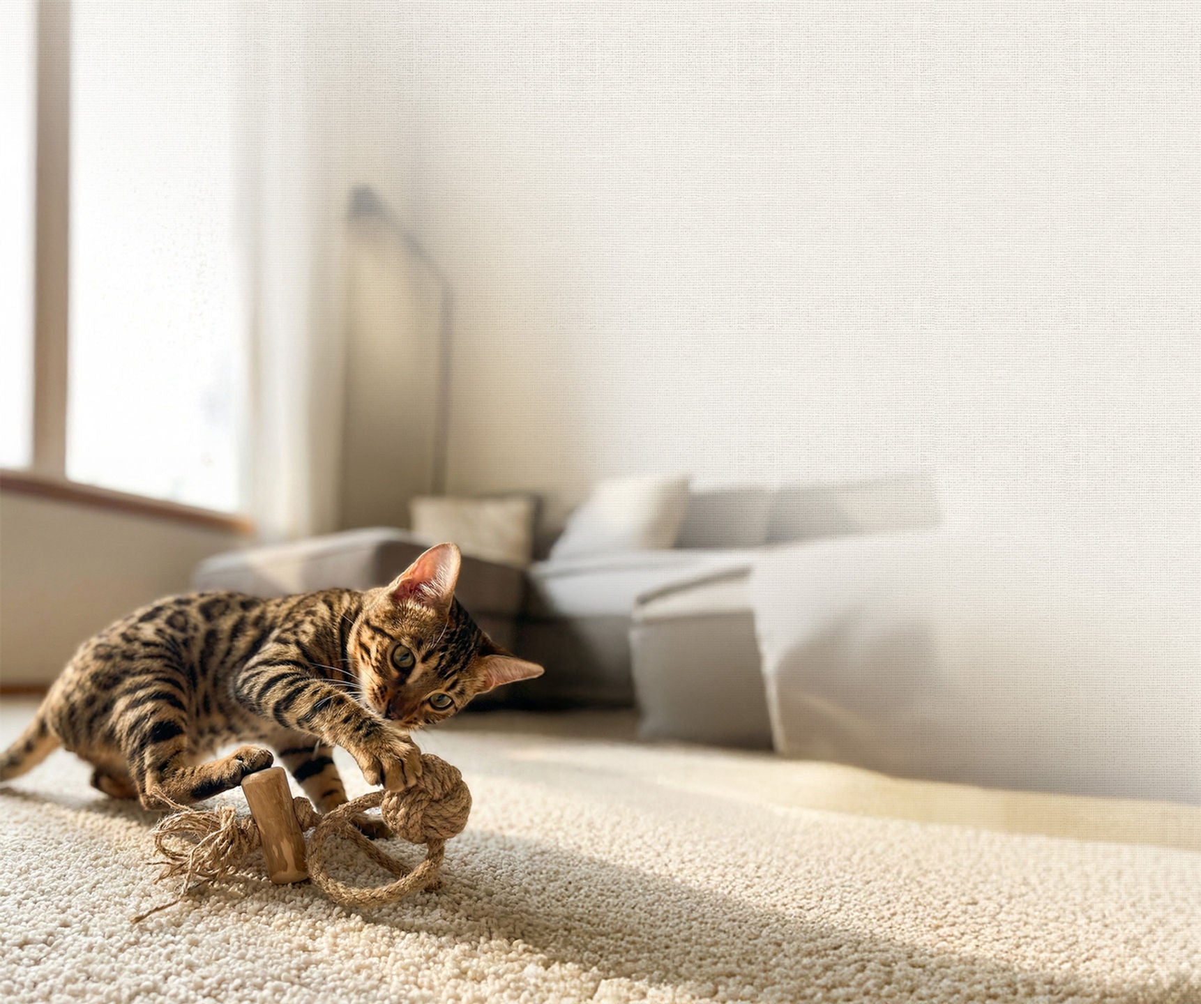 コーヒーウッドの卸売り。食べても安心。安全な犬用おもちゃ。猫用おもちゃ。