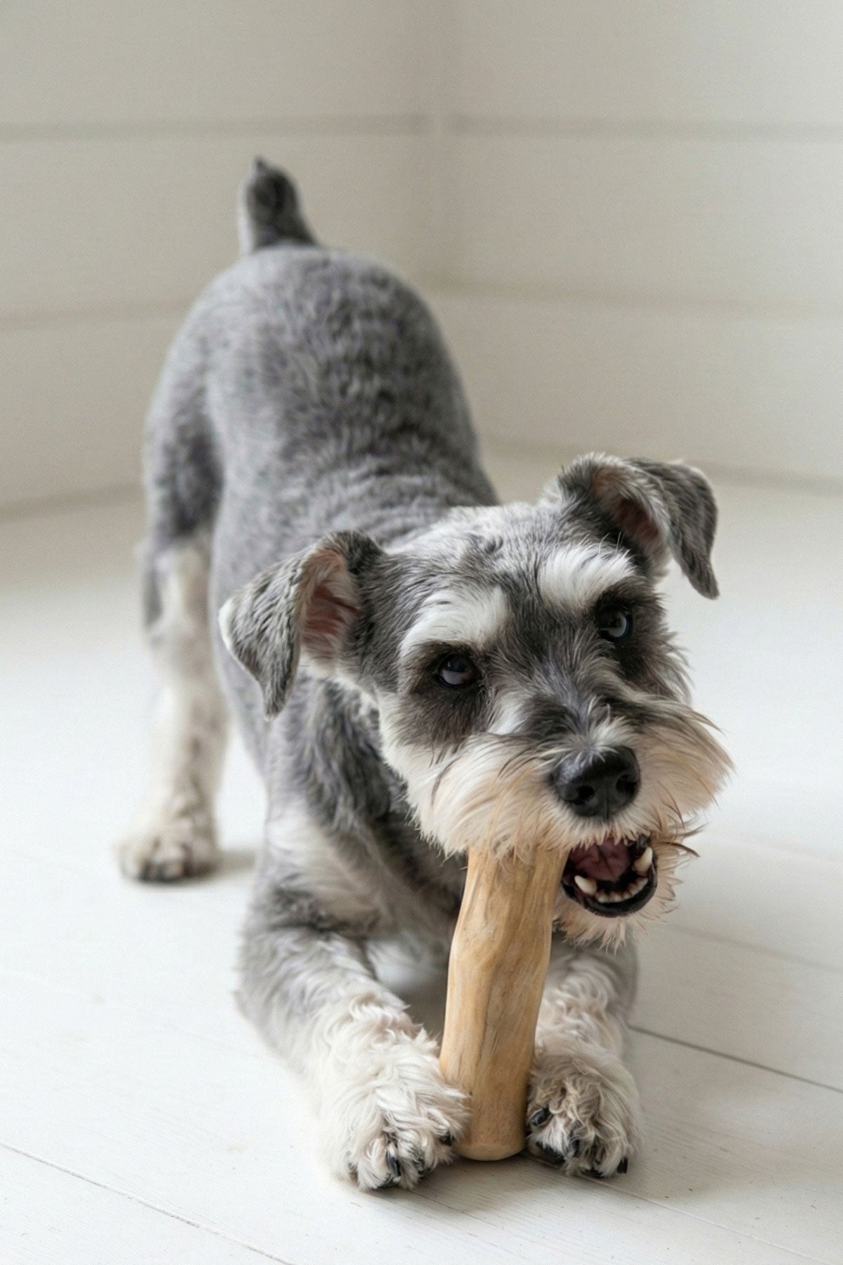 犬用CWDCコーヒーウッド噛むおもちゃ、ミニチュアシュナウザー大好き