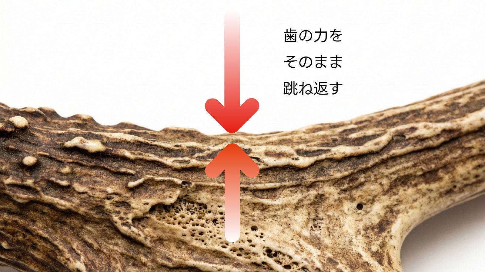 鹿の角や骨の犬に対する危険性