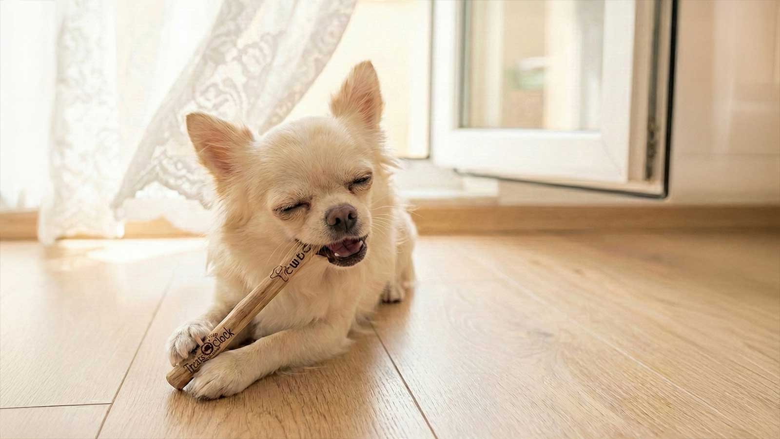 犬用CWDCコーヒーウッド噛むおもちゃ、食べても安心、世界で認められた品質のコーヒーの木