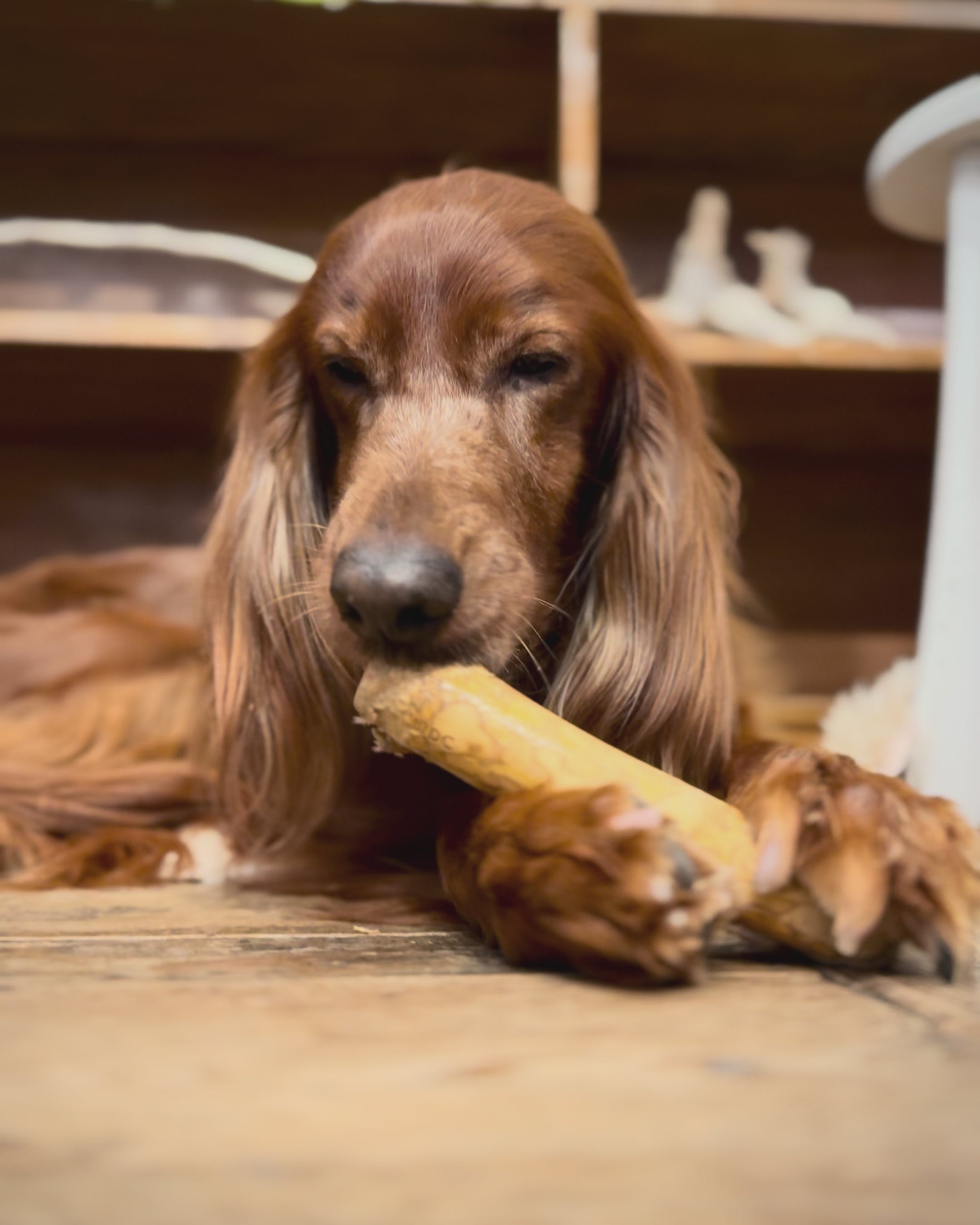 犬用CWDCコーヒーウッド噛むおもちゃを噛むアイリッシュセッター